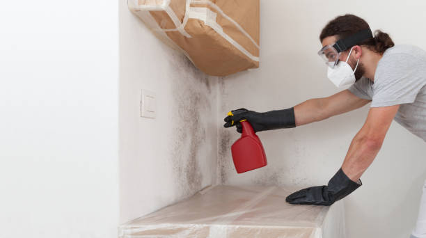 Professional Black Mold Remediation technician working in Portland, MI