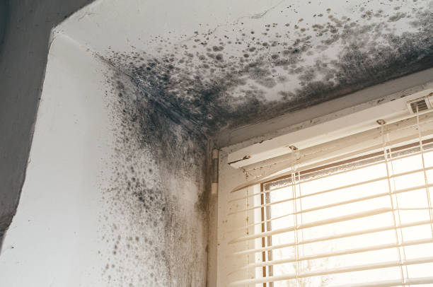 Affordable Black Mold Remediation solutions in Portland, MI
