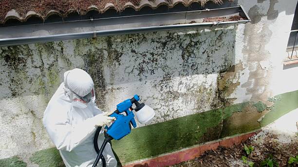 Top rated local Black Mold Remediation specialists in Portland, MI